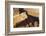 Masada from Above.-Stefano Amantini-Framed Photographic Print