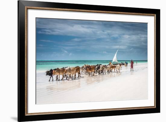 Masai Cattle on Zanzibar Beach-Jeffrey C. Sink-Framed Photographic Print