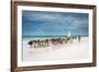 Masai Cattle on Zanzibar Beach-Jeffrey C. Sink-Framed Photographic Print