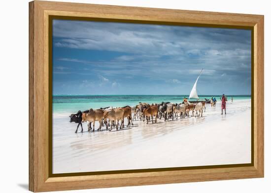 Masai Cattle on Zanzibar Beach-Jeffrey C. Sink-Framed Premier Image Canvas