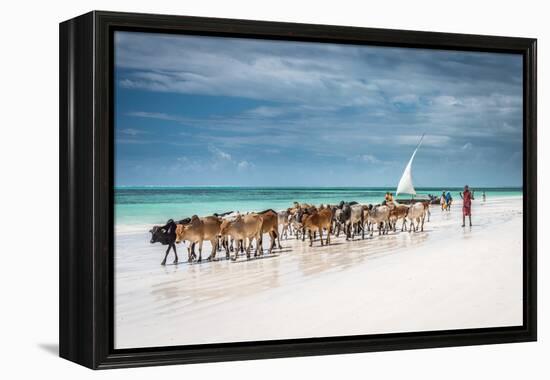 Masai Cattle on Zanzibar Beach-Jeffrey C. Sink-Framed Premier Image Canvas