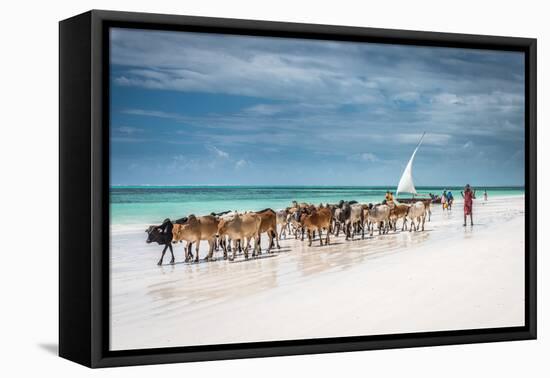 Masai Cattle on Zanzibar Beach-Jeffrey C. Sink-Framed Premier Image Canvas