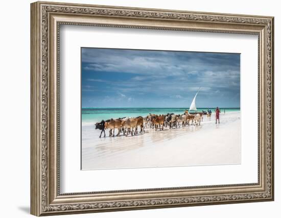 Masai Cattle on Zanzibar Beach-Jeffrey C. Sink-Framed Photographic Print