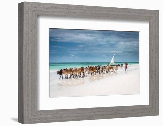 Masai Cattle on Zanzibar Beach-Jeffrey C. Sink-Framed Photographic Print