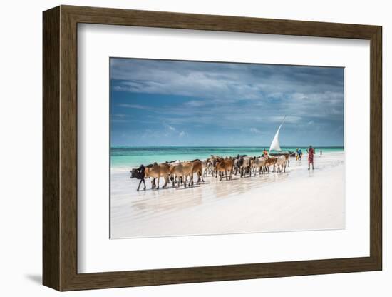 Masai Cattle on Zanzibar Beach-Jeffrey C. Sink-Framed Photographic Print