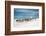 Masai Cattle on Zanzibar Beach-Jeffrey C. Sink-Framed Photographic Print