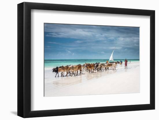 Masai Cattle on Zanzibar Beach-Jeffrey C. Sink-Framed Photographic Print