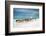 Masai Cattle on Zanzibar Beach-Jeffrey C. Sink-Framed Photographic Print