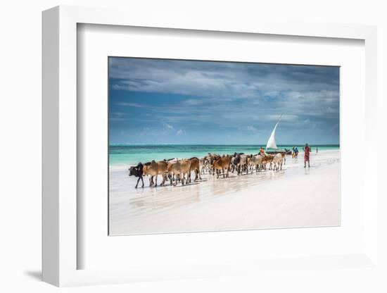 Masai Cattle on Zanzibar Beach-Jeffrey C. Sink-Framed Photographic Print