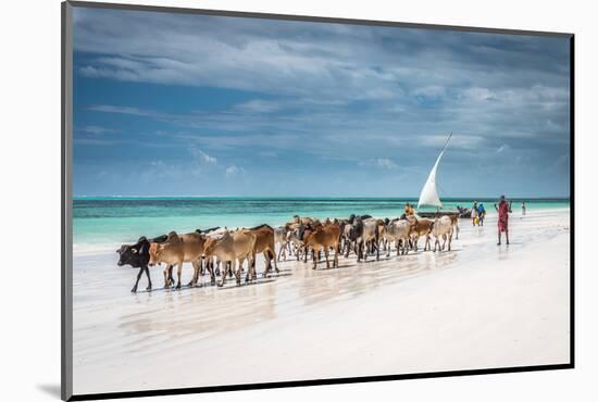 Masai Cattle on Zanzibar Beach-Jeffrey C. Sink-Mounted Photographic Print