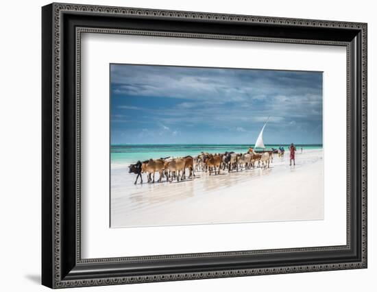 Masai Cattle on Zanzibar Beach-Jeffrey C. Sink-Framed Photographic Print