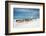 Masai Cattle on Zanzibar Beach-Jeffrey C. Sink-Framed Photographic Print