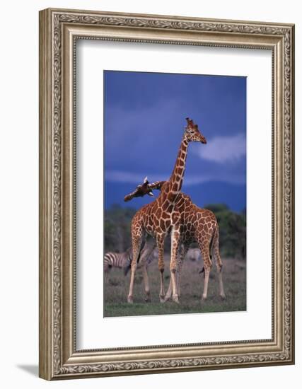 Masai Giraffe Calves Necking-DLILLC-Framed Photographic Print