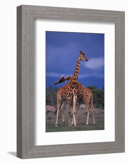 Masai Giraffe Calves Necking-DLILLC-Framed Photographic Print