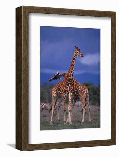 Masai Giraffe Calves Necking-DLILLC-Framed Photographic Print