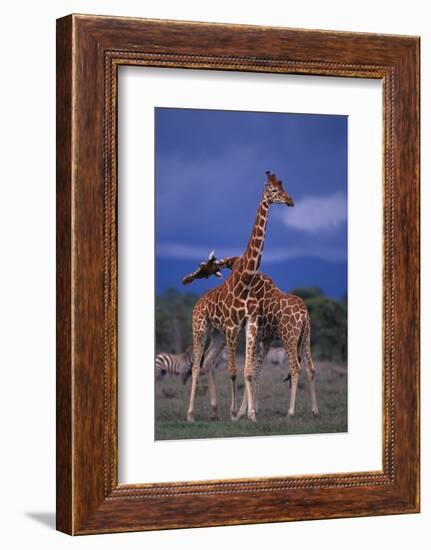 Masai Giraffe Calves Necking-DLILLC-Framed Photographic Print