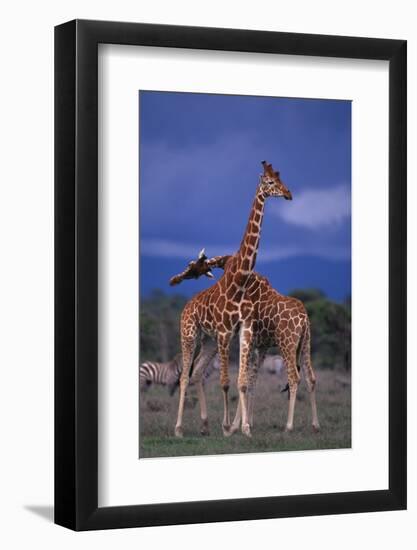 Masai Giraffe Calves Necking-DLILLC-Framed Photographic Print