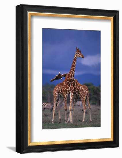 Masai Giraffe Calves Necking-DLILLC-Framed Photographic Print