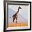 Masai Giraffe, Chyulu Hills, 2017-Eric Meyer-Framed Photographic Print