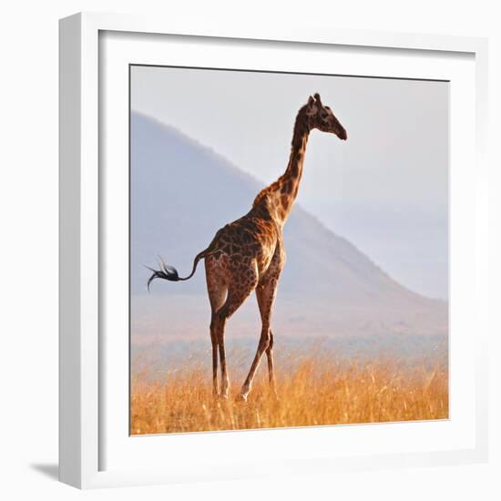 Masai Giraffe, Chyulu Hills, 2017-Eric Meyer-Framed Photographic Print