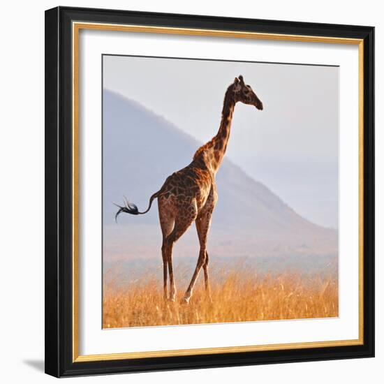 Masai Giraffe, Chyulu Hills, 2017-Eric Meyer-Framed Photographic Print