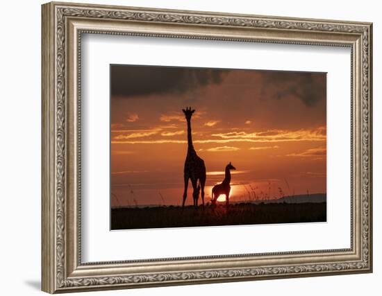 Masai giraffe, female and calf at sunset, with Abdim's storks, Masai-Mara, Kenya-Denis-Huot-Framed Photographic Print
