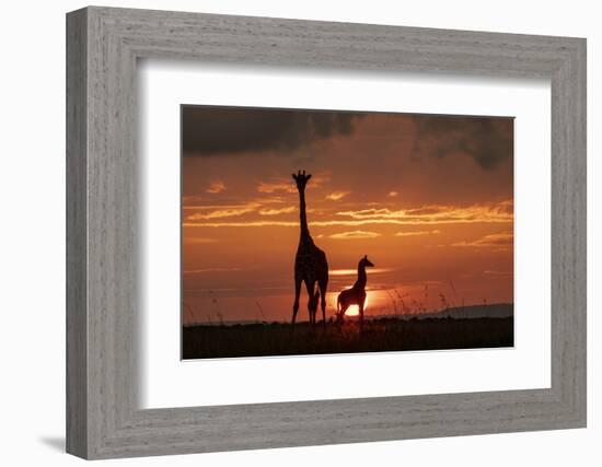 Masai giraffe, female and calf at sunset, with Abdim's storks, Masai-Mara, Kenya-Denis-Huot-Framed Photographic Print