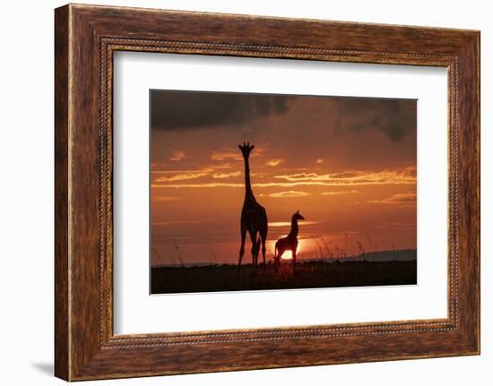 Masai giraffe, female and calf at sunset, with Abdim's storks, Masai-Mara, Kenya-Denis-Huot-Framed Photographic Print