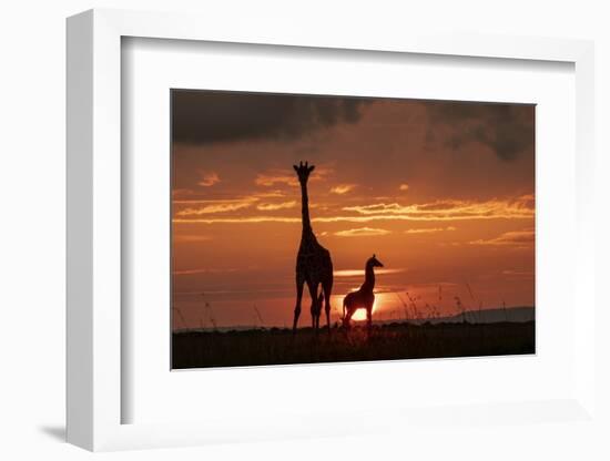 Masai giraffe, female and calf at sunset, with Abdim's storks, Masai-Mara, Kenya-Denis-Huot-Framed Photographic Print