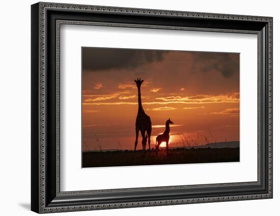 Masai giraffe, female and calf at sunset, with Abdim's storks, Masai-Mara, Kenya-Denis-Huot-Framed Photographic Print