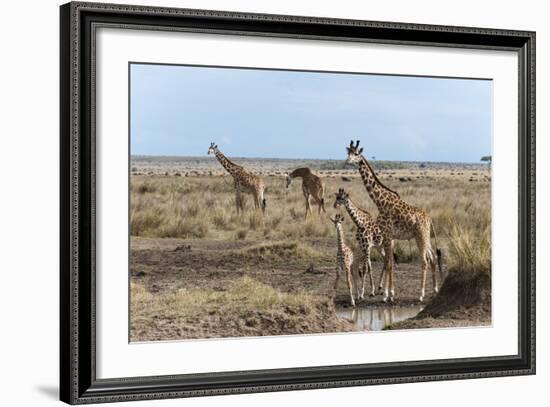 Masai Giraffe (Giraffa Camelopardalis), Masai Mara, Kenya, East Africa, Africa-Sergio Pitamitz-Framed Photographic Print