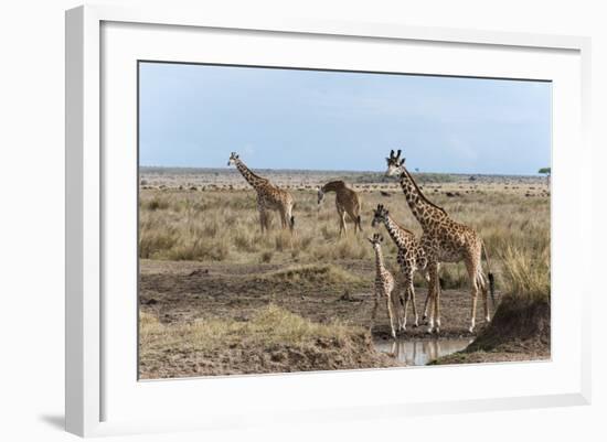 Masai Giraffe (Giraffa Camelopardalis), Masai Mara, Kenya, East Africa, Africa-Sergio Pitamitz-Framed Photographic Print