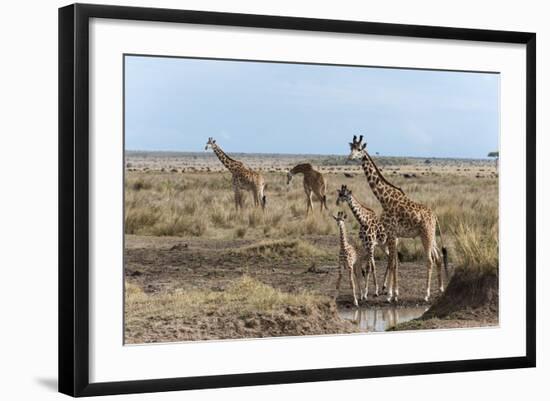 Masai Giraffe (Giraffa Camelopardalis), Masai Mara, Kenya, East Africa, Africa-Sergio Pitamitz-Framed Photographic Print