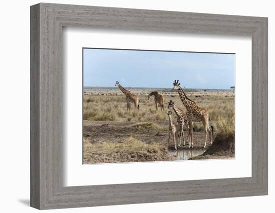 Masai Giraffe (Giraffa Camelopardalis), Masai Mara, Kenya, East Africa, Africa-Sergio Pitamitz-Framed Photographic Print