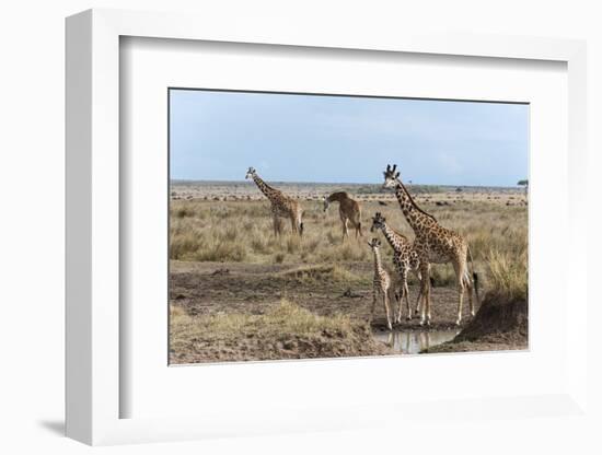 Masai Giraffe (Giraffa Camelopardalis), Masai Mara, Kenya, East Africa, Africa-Sergio Pitamitz-Framed Photographic Print