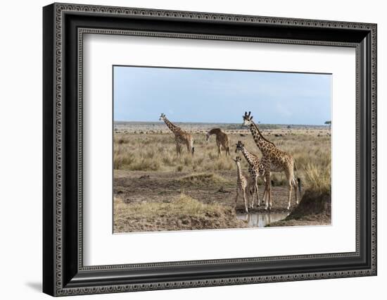 Masai Giraffe (Giraffa Camelopardalis), Masai Mara, Kenya, East Africa, Africa-Sergio Pitamitz-Framed Photographic Print