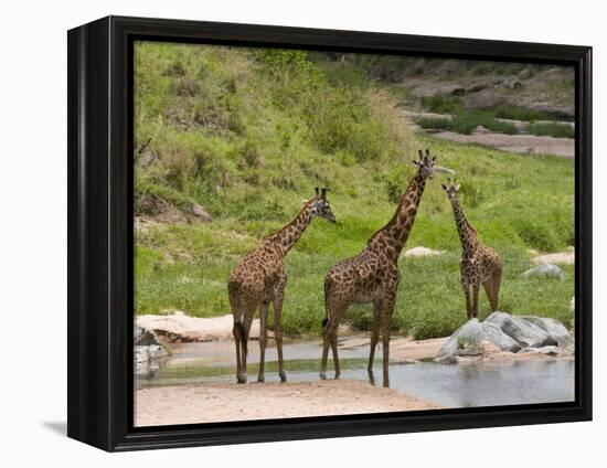 Masai Giraffe (Giraffa Camelopardalis), Masai Mara National Reserve, Kenya, East Africa, Africa-Sergio Pitamitz-Framed Premier Image Canvas