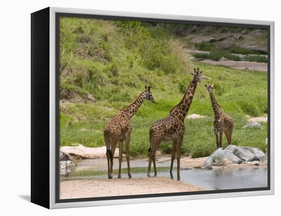 Masai Giraffe (Giraffa Camelopardalis), Masai Mara National Reserve, Kenya, East Africa, Africa-Sergio Pitamitz-Framed Premier Image Canvas