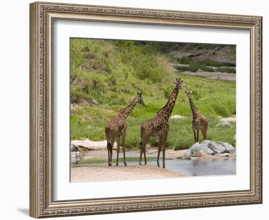 Masai Giraffe (Giraffa Camelopardalis), Masai Mara National Reserve, Kenya, East Africa, Africa-Sergio Pitamitz-Framed Photographic Print