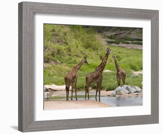 Masai Giraffe (Giraffa Camelopardalis), Masai Mara National Reserve, Kenya, East Africa, Africa-Sergio Pitamitz-Framed Photographic Print