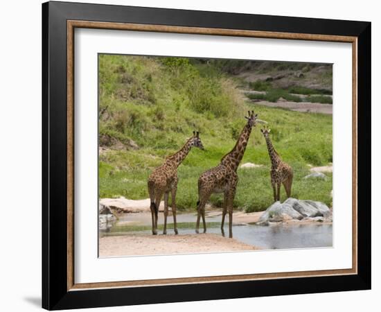 Masai Giraffe (Giraffa Camelopardalis), Masai Mara National Reserve, Kenya, East Africa, Africa-Sergio Pitamitz-Framed Photographic Print