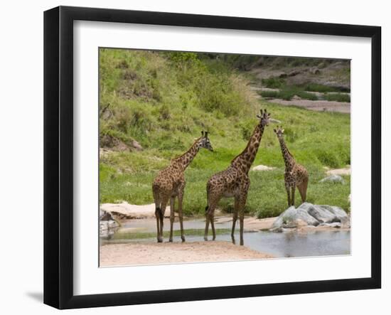 Masai Giraffe (Giraffa Camelopardalis), Masai Mara National Reserve, Kenya, East Africa, Africa-Sergio Pitamitz-Framed Photographic Print