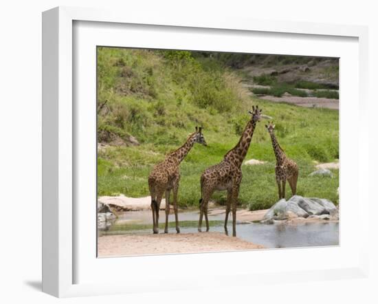 Masai Giraffe (Giraffa Camelopardalis), Masai Mara National Reserve, Kenya, East Africa, Africa-Sergio Pitamitz-Framed Photographic Print