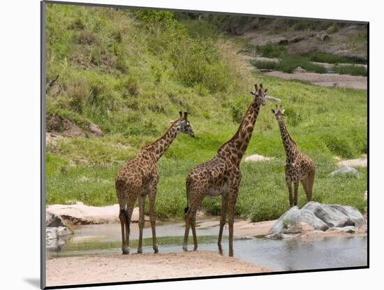 Masai Giraffe (Giraffa Camelopardalis), Masai Mara National Reserve, Kenya, East Africa, Africa-Sergio Pitamitz-Mounted Photographic Print
