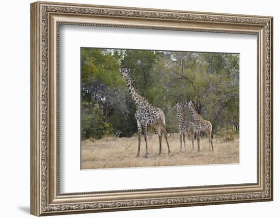 Masai giraffe (Giraffa camelopardalis tippelskirchi), adult and two juveniles, Selous Game Reserve,-James Hager-Framed Photographic Print