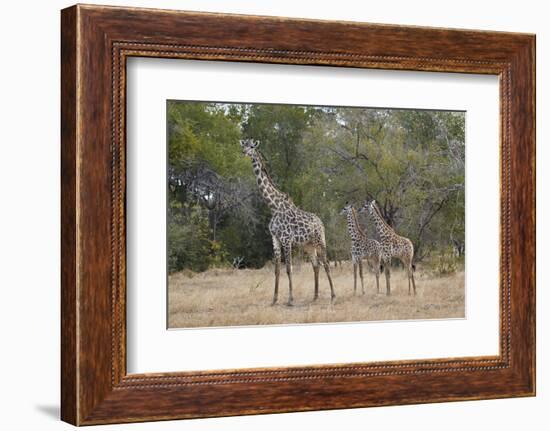 Masai giraffe (Giraffa camelopardalis tippelskirchi), adult and two juveniles, Selous Game Reserve,-James Hager-Framed Photographic Print