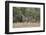 Masai giraffe (Giraffa camelopardalis tippelskirchi), adult and two juveniles, Selous Game Reserve,-James Hager-Framed Photographic Print