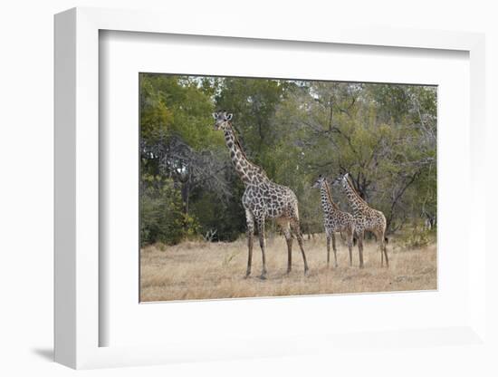 Masai giraffe (Giraffa camelopardalis tippelskirchi), adult and two juveniles, Selous Game Reserve,-James Hager-Framed Photographic Print