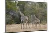 Masai giraffe (Giraffa camelopardalis tippelskirchi), adult and two juveniles, Selous Game Reserve,-James Hager-Mounted Photographic Print