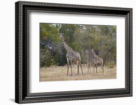 Masai giraffe (Giraffa camelopardalis tippelskirchi), adult and two juveniles, Selous Game Reserve,-James Hager-Framed Photographic Print